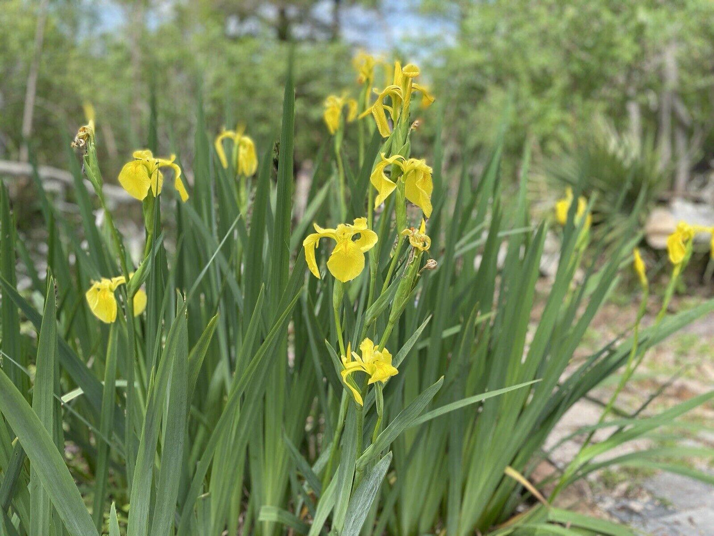 Yellow IRIS | WILD Louisiana Yellow Flag Iris, Iris Rhizomes, Water Flag / Pale Yellow Iris, Easy To Grow Spring Flowering Aquatic Perennial