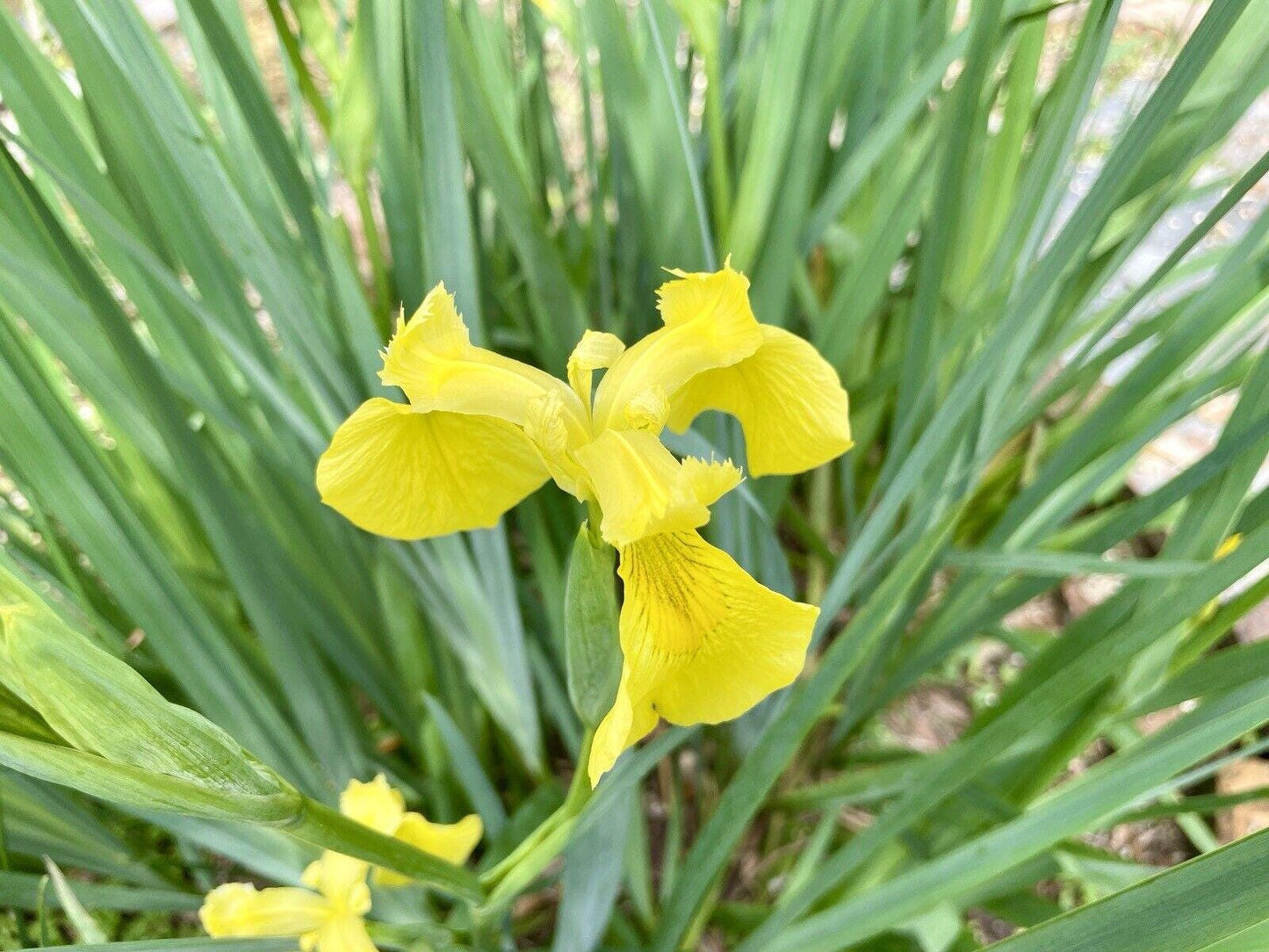 Yellow IRIS | WILD Louisiana Yellow Flag Iris, Iris Rhizomes, Water Flag / Pale Yellow Iris, Easy To Grow Spring Flowering Aquatic Perennial
