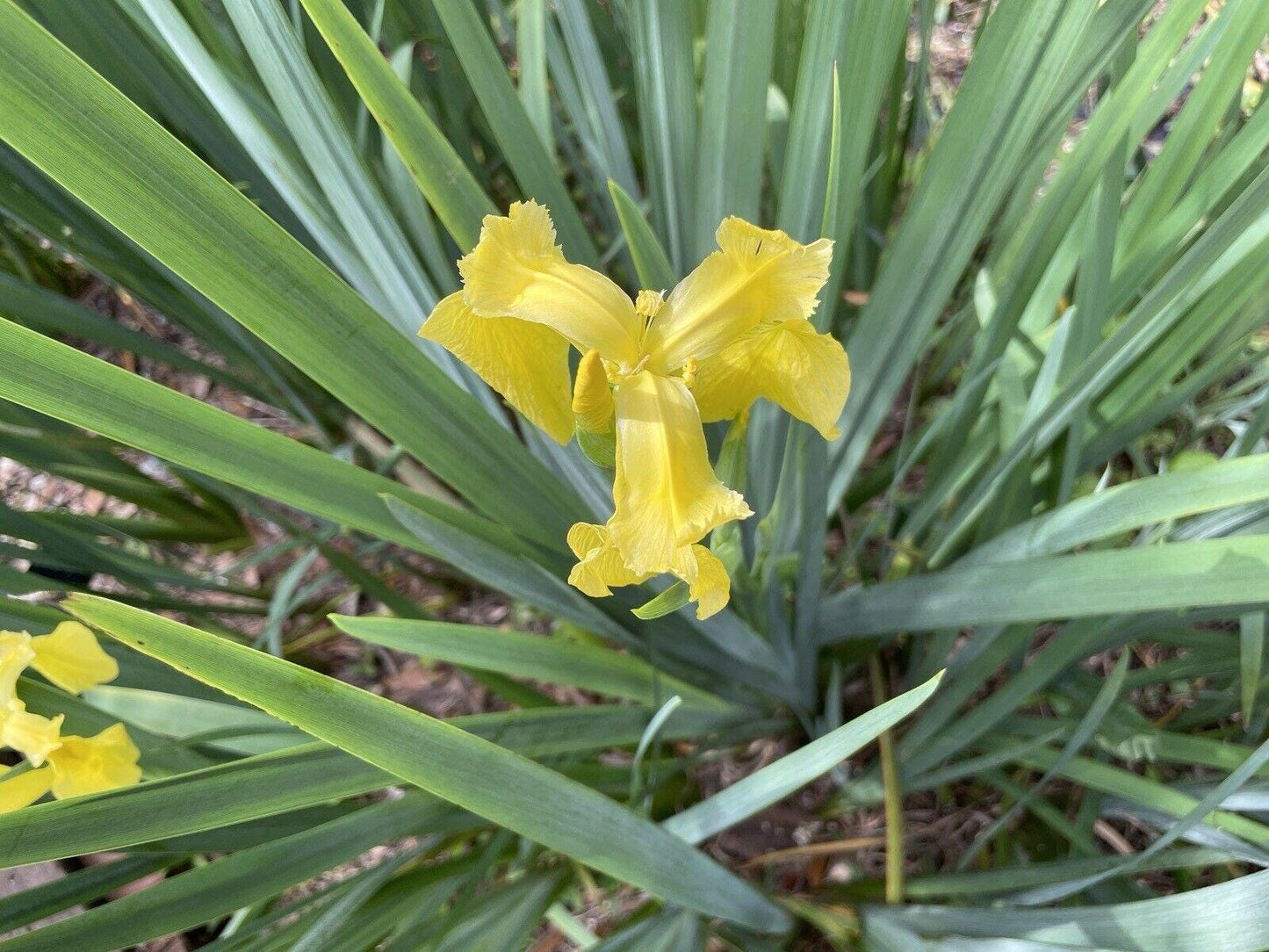 Yellow IRIS | WILD Louisiana Yellow Flag Iris, Iris Rhizomes, Water Flag / Pale Yellow Iris, Easy To Grow Spring Flowering Aquatic Perennial