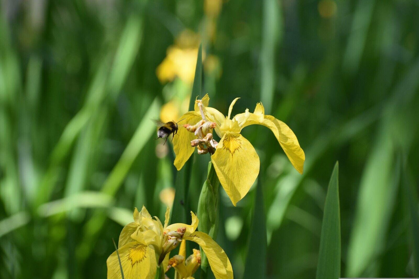 Yellow IRIS | WILD Louisiana Yellow Flag Iris, Iris Rhizomes, Water Flag / Pale Yellow Iris, Easy To Grow Spring Flowering Aquatic Perennial