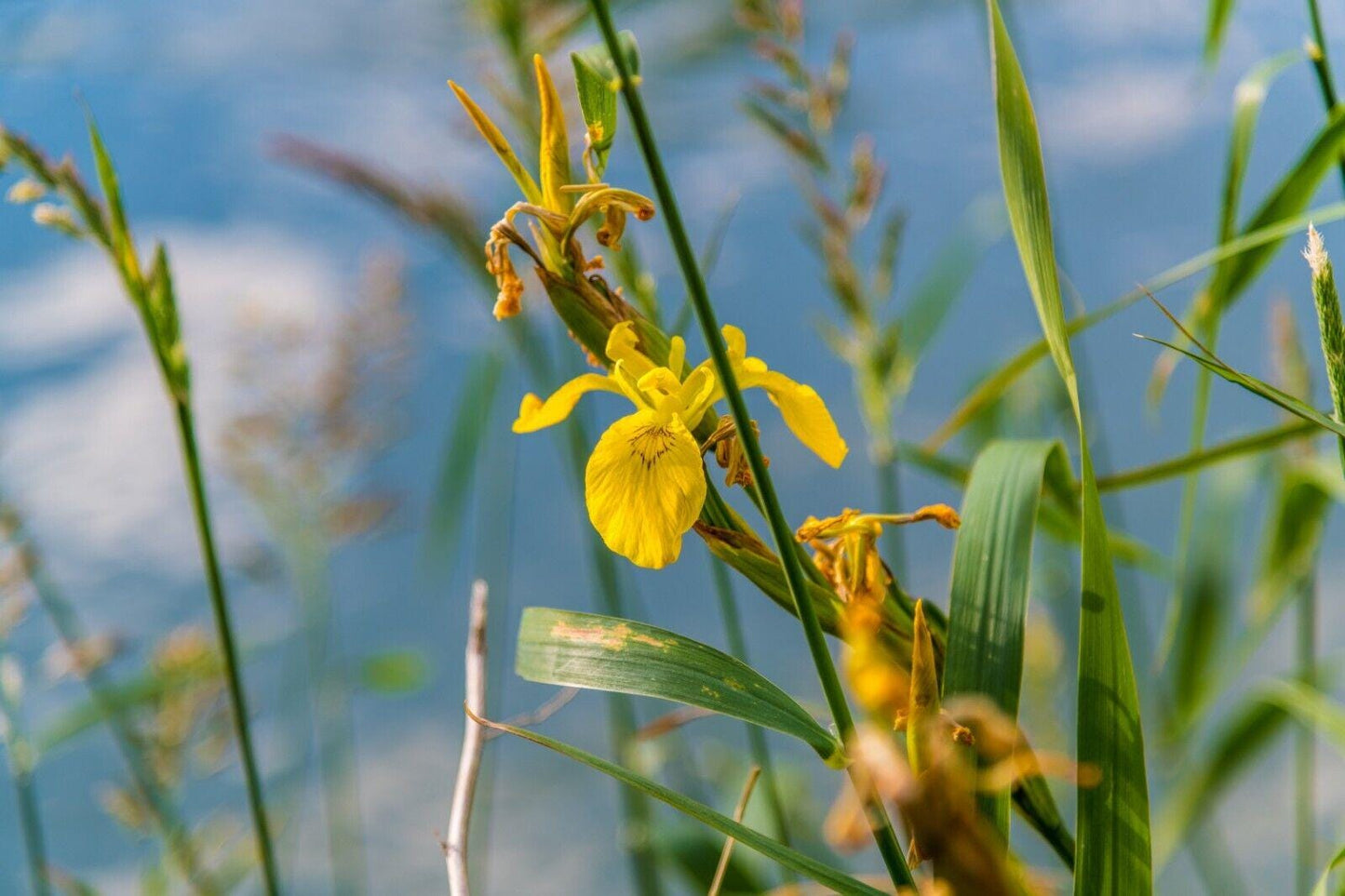 Yellow IRIS | WILD Louisiana Yellow Flag Iris, Iris Rhizomes, Water Flag / Pale Yellow Iris, Easy To Grow Spring Flowering Aquatic Perennial