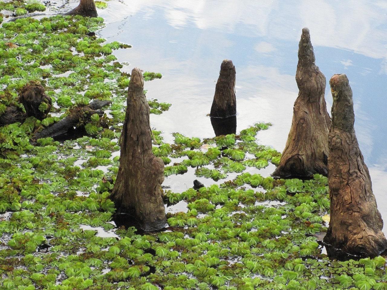 Southern Bald Cypress Knee | Freshly Harvested - Cut to Order | 3-28 Inch Options | Louisiana Cypress Knees