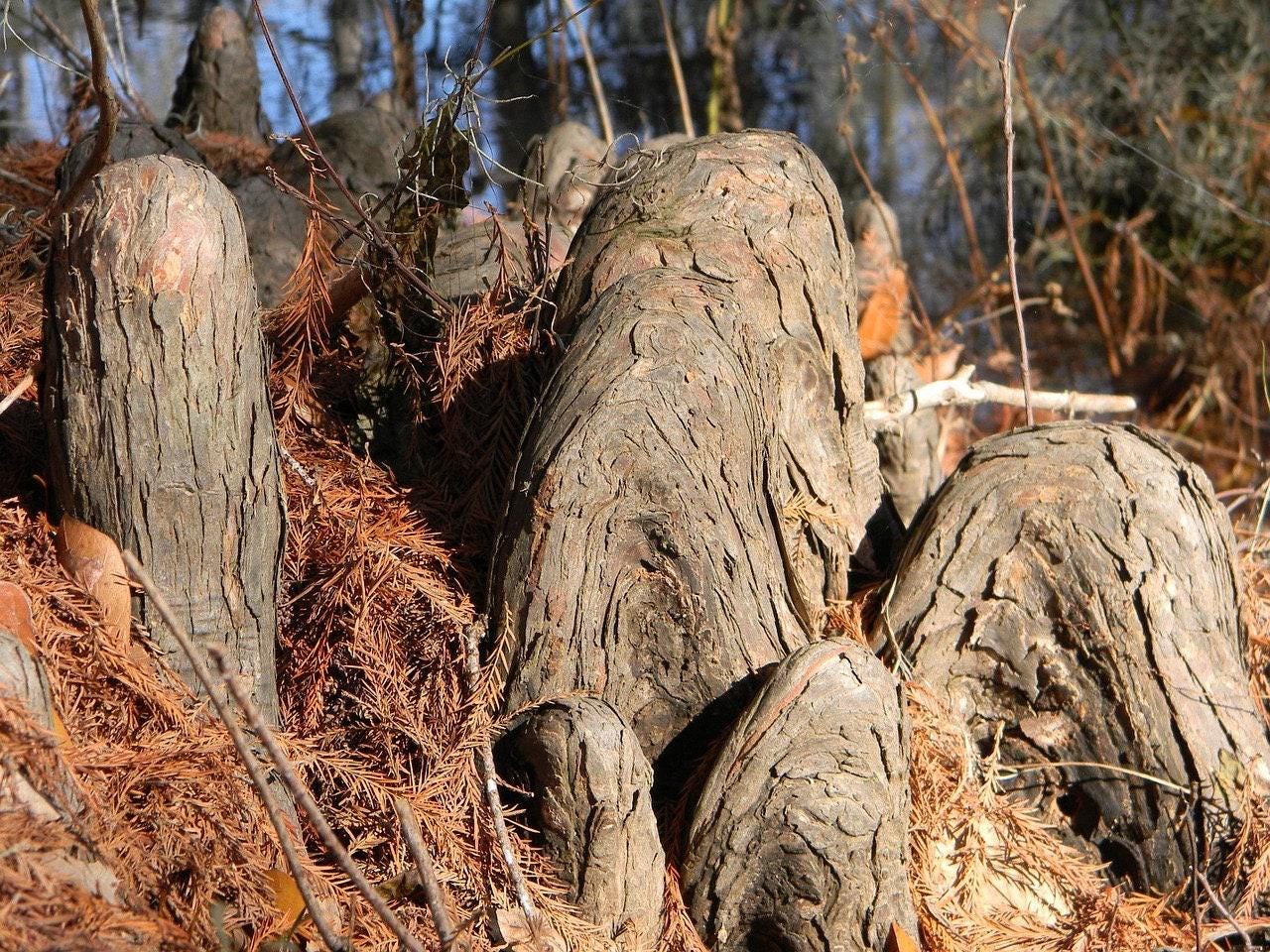 Southern Bald Cypress Knee | Freshly Harvested - Cut to Order | 3-28 Inch Options | Louisiana Cypress Knees