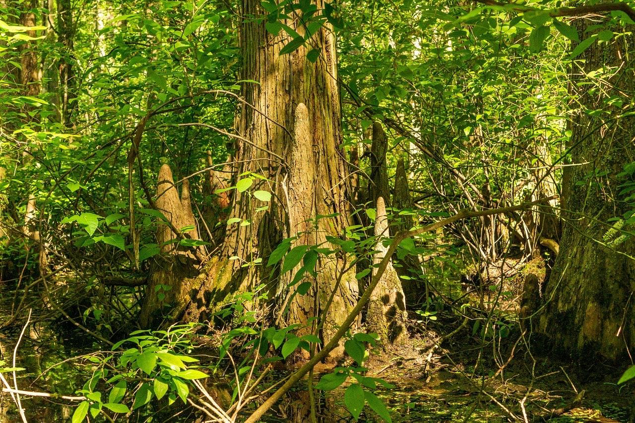 Southern Bald Cypress Knee | Freshly Harvested - Cut to Order | 3-28 Inch Options | Louisiana Cypress Knees