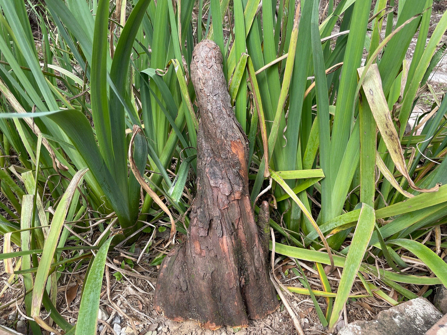 Southern Bald Cypress Knee | Freshly Harvested - Cut to Order | 3-28 Inch Options | Louisiana Cypress Knees