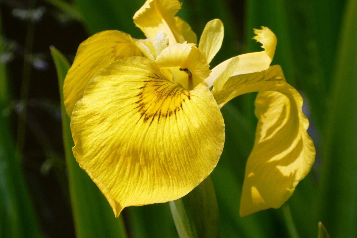 Yellow IRIS | WILD Louisiana Yellow Flag Iris, Iris Rhizomes, Water Flag / Pale Yellow Iris, Easy To Grow Spring Flowering Aquatic Perennial