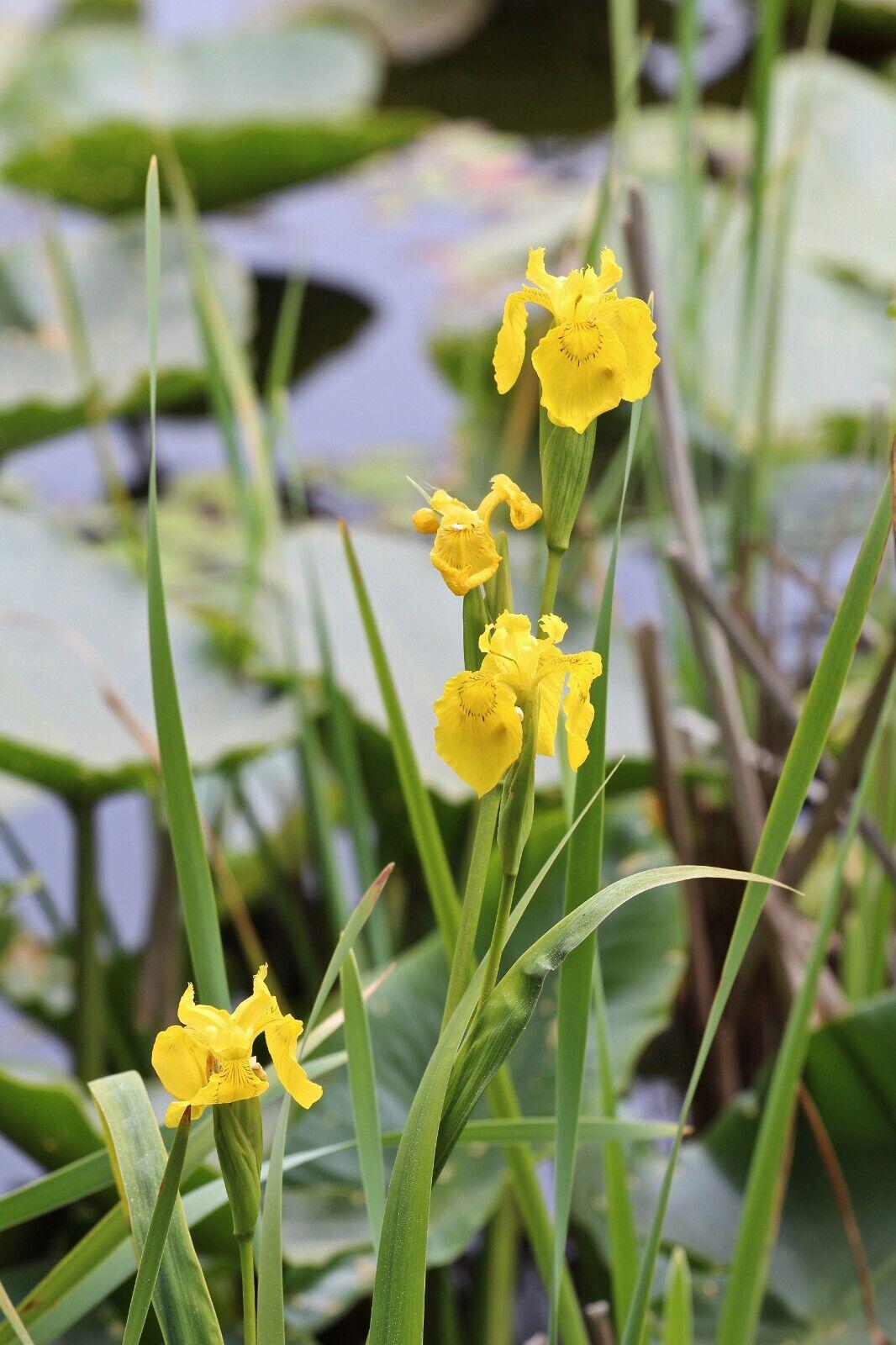Yellow IRIS | WILD Louisiana Yellow Flag Iris, Iris Rhizomes, Water Flag / Pale Yellow Iris, Easy To Grow Spring Flowering Aquatic Perennial
