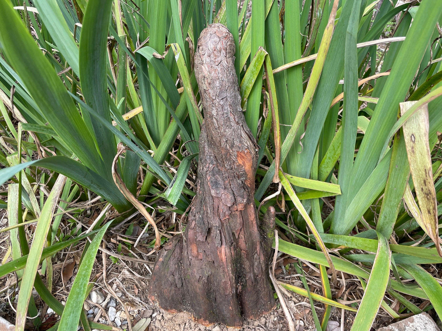 Southern Bald Cypress Knee | Freshly Harvested - Cut to Order | 3-28 Inch Options | Louisiana Cypress Knees