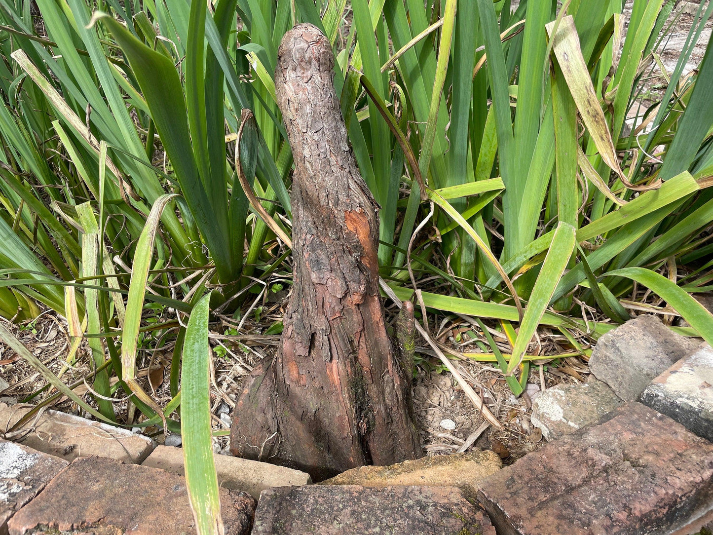 Southern Bald Cypress Knee | Freshly Harvested - Cut to Order | 3-28 Inch Options | Louisiana Cypress Knees