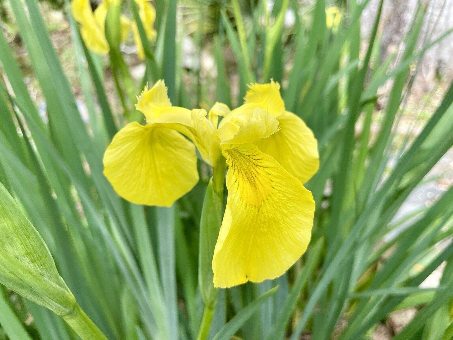 Yellow IRIS | WILD Louisiana Yellow Flag Iris, Iris Rhizomes, Water Flag / Pale Yellow Iris, Easy To Grow Spring Flowering Aquatic Perennial