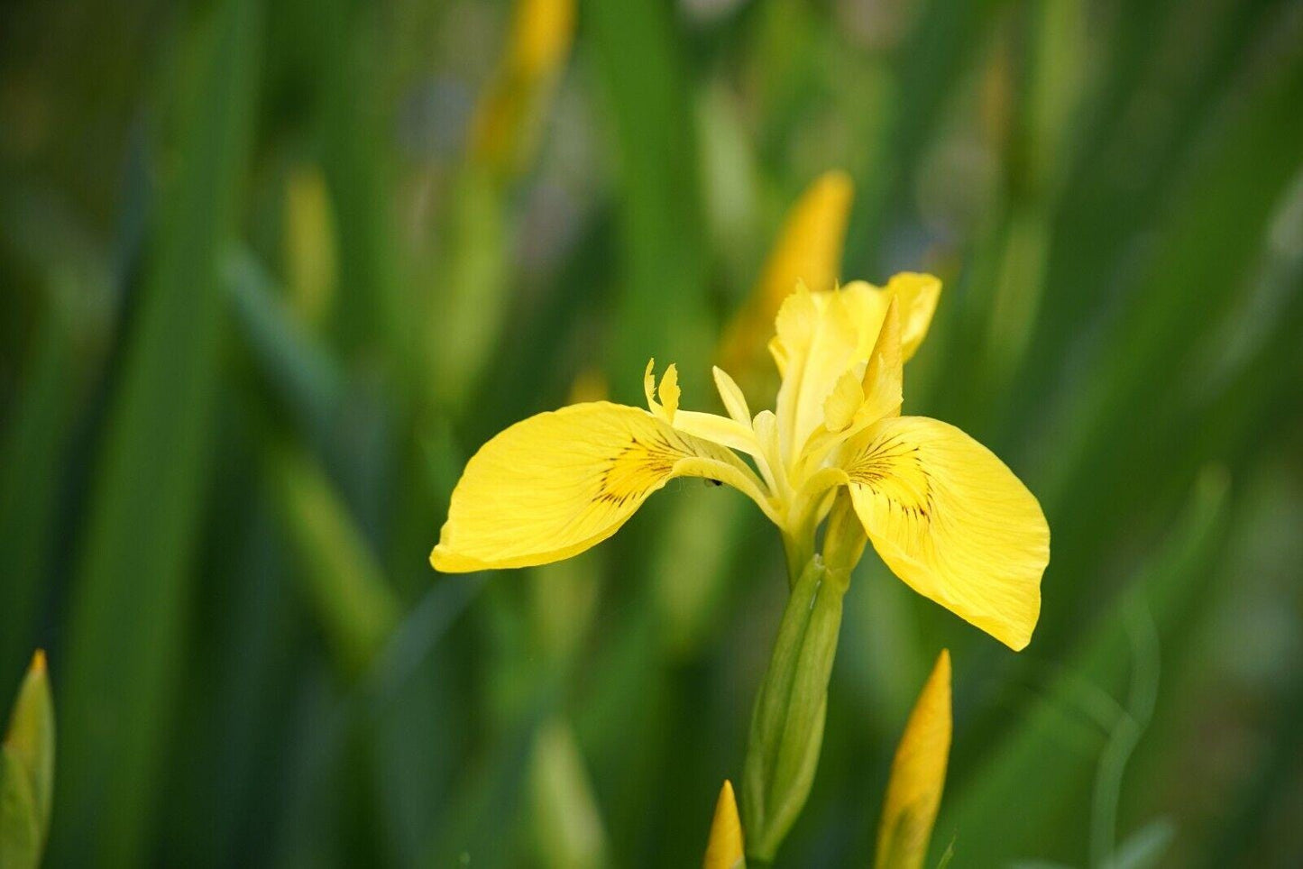 Yellow IRIS | WILD Louisiana Yellow Flag Iris, Iris Rhizomes, Water Flag / Pale Yellow Iris, Easy To Grow Spring Flowering Aquatic Perennial