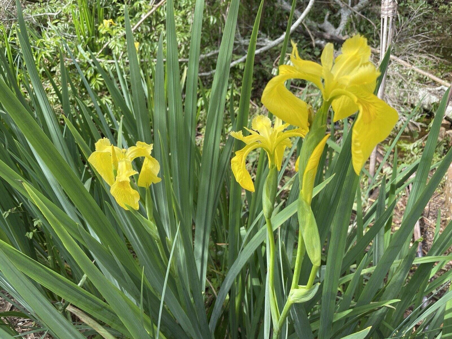 Yellow IRIS | WILD Louisiana Yellow Flag Iris, Iris Rhizomes, Water Flag / Pale Yellow Iris, Easy To Grow Spring Flowering Aquatic Perennial