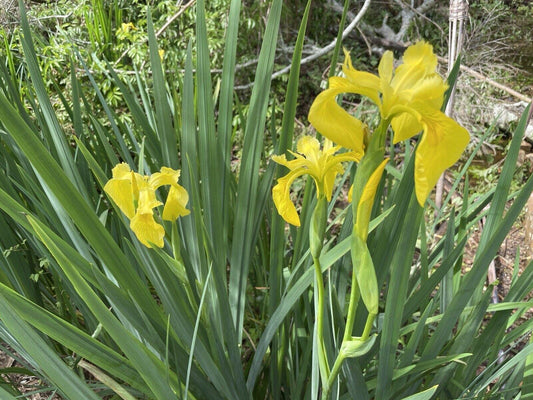 Yellow IRIS | WILD Louisiana Yellow Flag Iris, Iris Rhizomes, Water Flag / Pale Yellow Iris, Easy To Grow Spring Flowering Aquatic Perennial